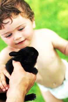 Hare or rabbit