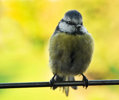 On our windowsill,photographed through the glass.