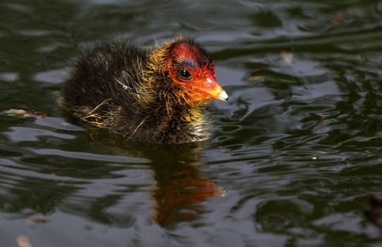 Eurasian Coot
