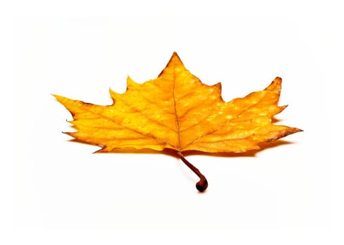 Maple leaf