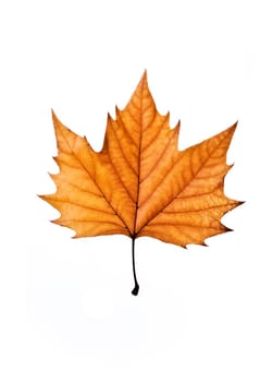 (Fall foliage) or (fall leaves) or (autumn leaves)