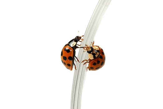 Pair of ladybugs