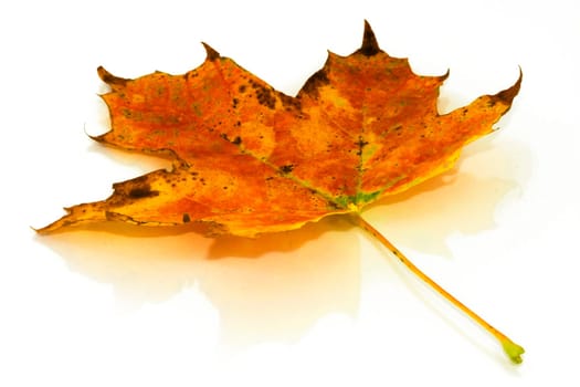 Autumn Leaf