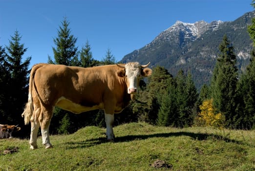 Cow model Marita