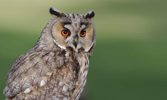 Long-eared owl,Asio otus