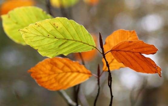 (Fall foliage) or (fall leaves) or (autumn leaves)