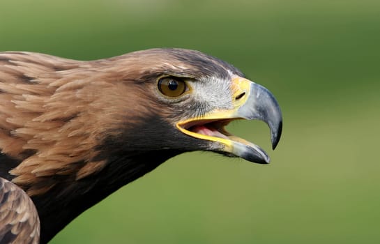Golden eagle,Aquila chrysaetos