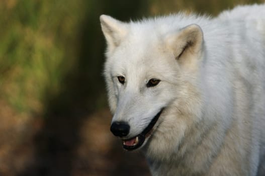 arctic wolf,Canis lupus arctos