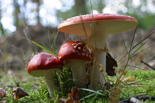 Toadstools