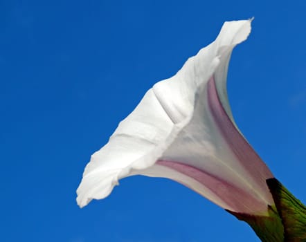 Morning glory (Calystegia sepium,syn.: Convolvulus sepium)