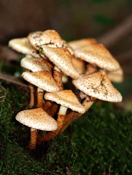 Pholiota aurivella