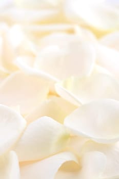 Rose petals