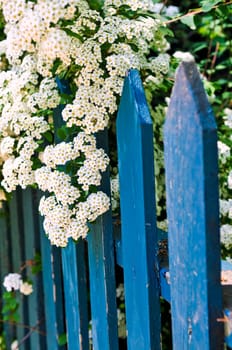 Blue fence with white flowers