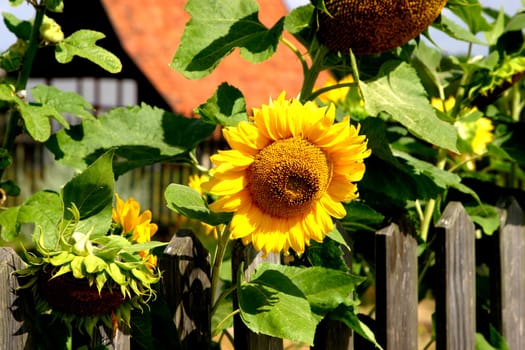 Sunflower in the garden