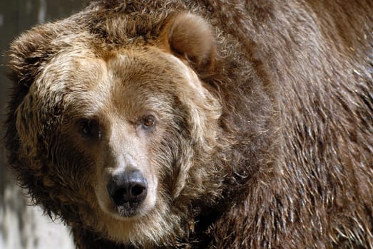 Kodiak