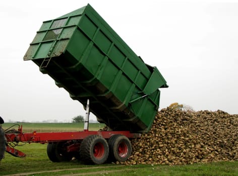 Dumping sugar beet