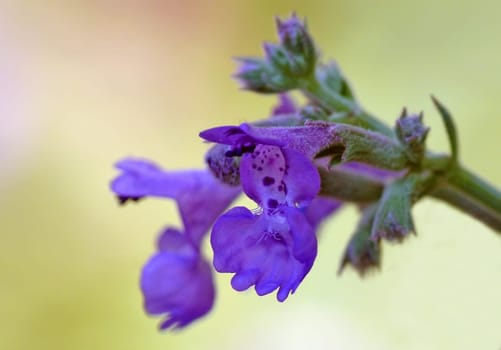 Nepeta x faassenii - an undemanding perennial with an extremely long flowering period in my garden