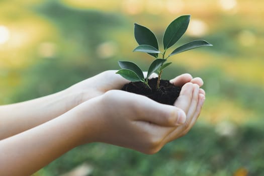 Promoting eco awareness on reforestation and long-term environmental sustainability with boy holding plant or sprout on fertile soil as nurturing greener nature for sustainable future. Gyre