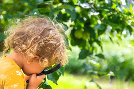 A child studies nature with a magnifying glass. Selective focus. Nature.