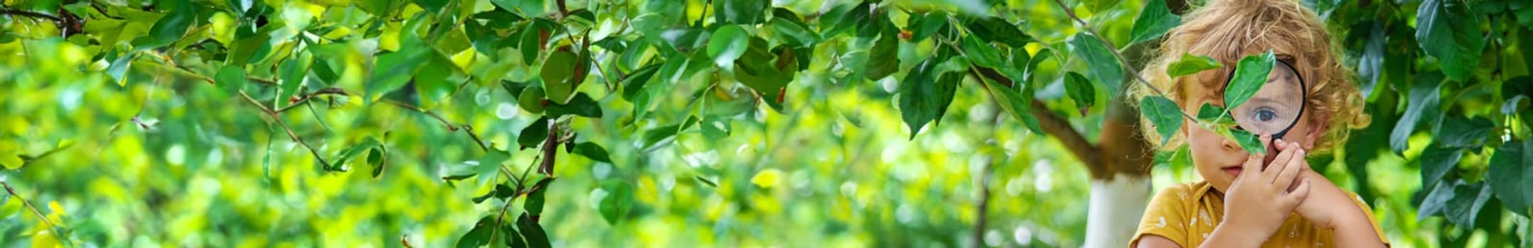 A child studies nature with a magnifying glass. Selective focus. Nature.