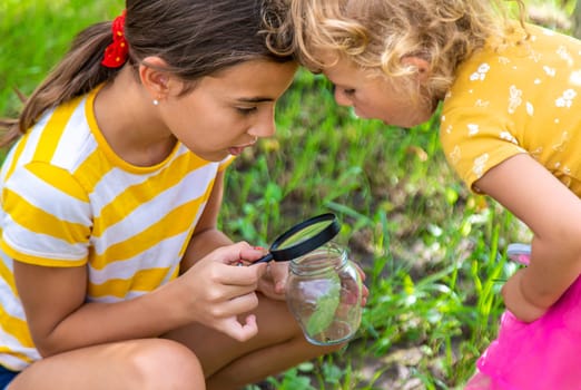 A child studies a beetle in a jar with a magnifying glass. Selective focus. Nature.