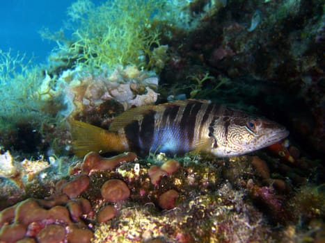 Perch