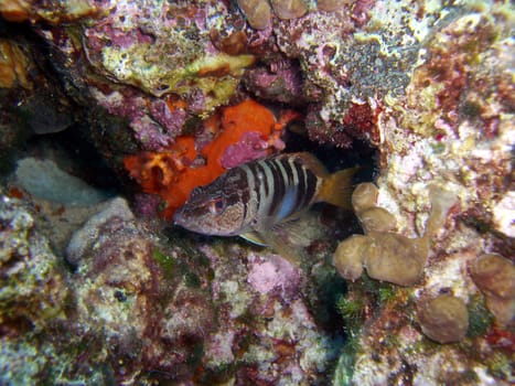 Perch
