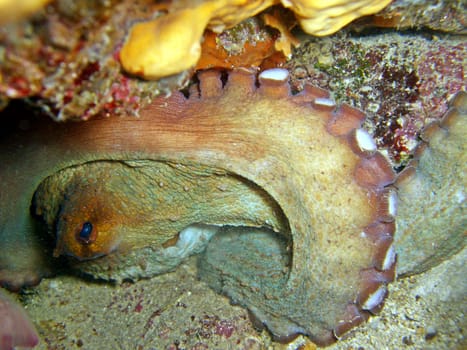 Octopus in a crevice