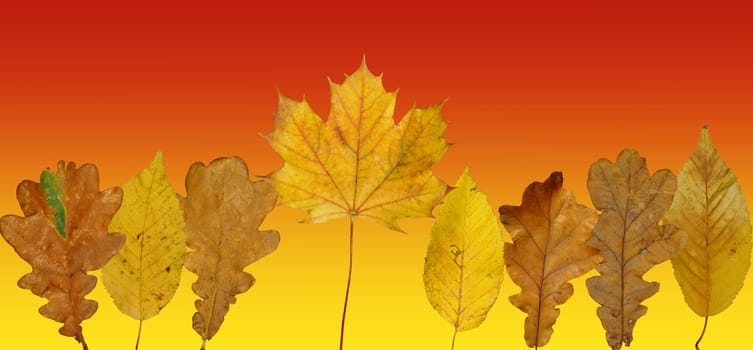 (Fall foliage) or (fall leaves) or (autumn leaves)
