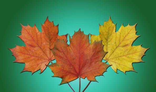 (Fall foliage) or (fall leaves) or (autumn leaves)