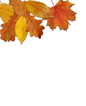 (Fall foliage) or (fall leaves) or (autumn leaves)