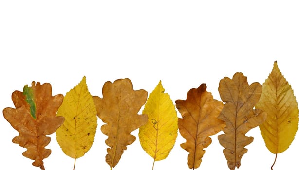 (Fall foliage) or (fall leaves) or (autumn leaves)
