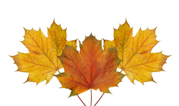 (Fall foliage) or (fall leaves) or (autumn leaves)