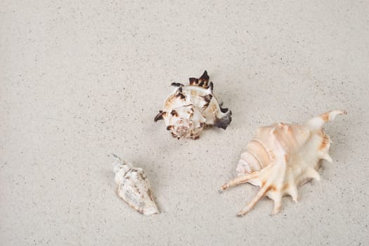Mussel group