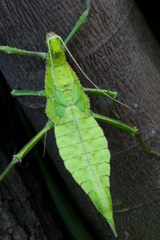 Malay Ghost Insect II