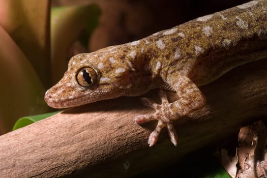 Marble Gecko Front
