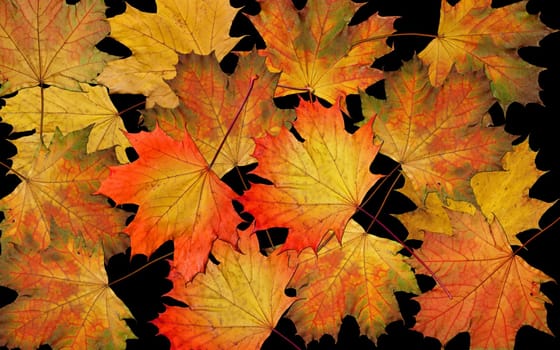 Colorful autumn foliage,isolated