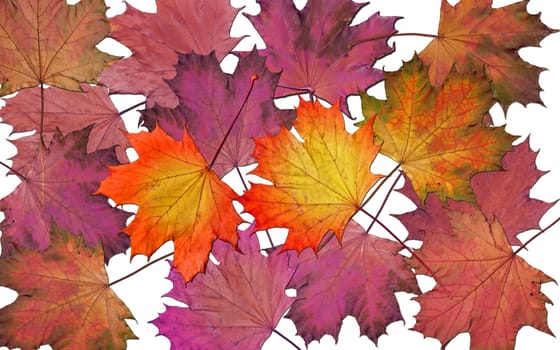 colorful autumn leaves