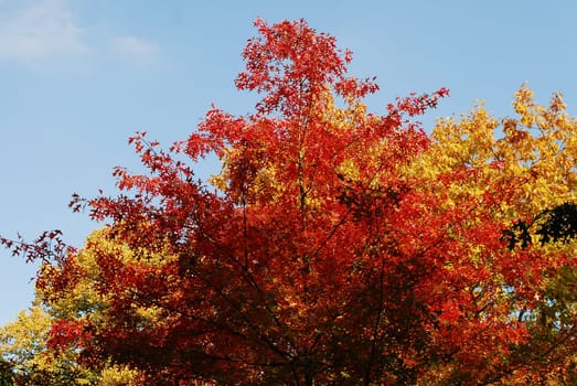 Red-colored deciduous tree