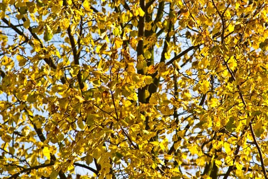 (Fall foliage) or (fall leaves) or (autumn leaves)