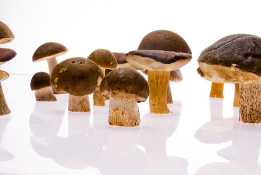 Fungi