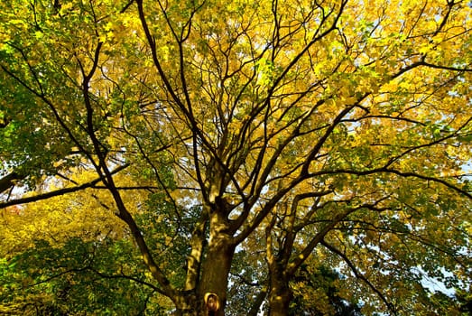 Treetop