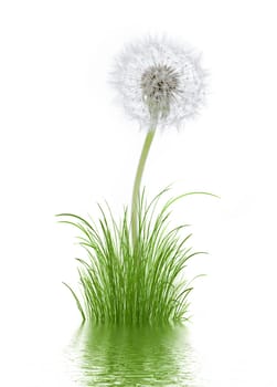 Dandelion