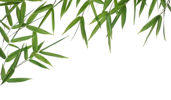 bamboo- leaves