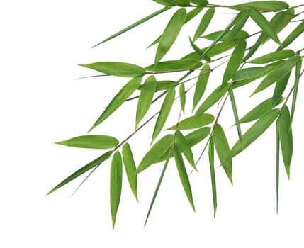 bamboo- leaves