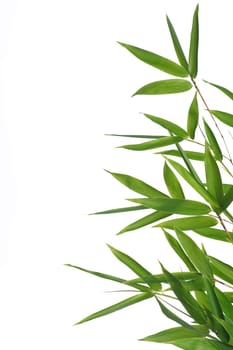 bamboo- leaves