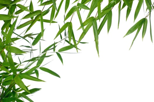 bamboo- leaves