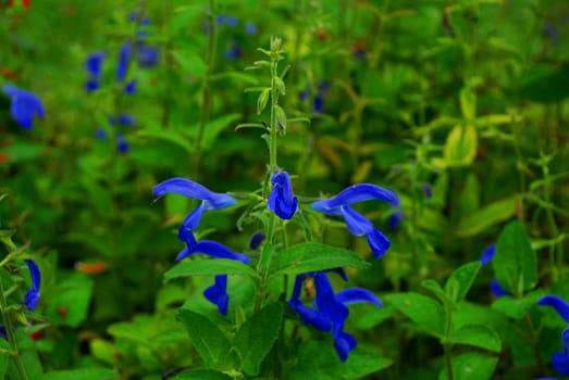 Mexican Sage