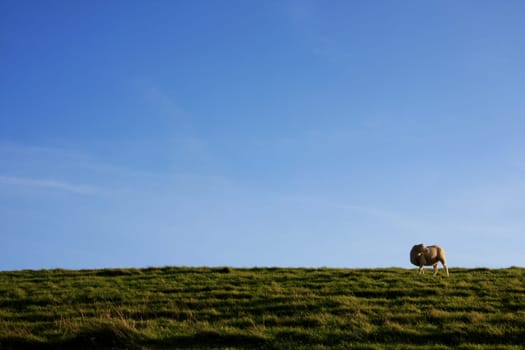 Happy Sheep
