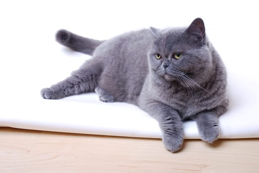 Cat Portrait
